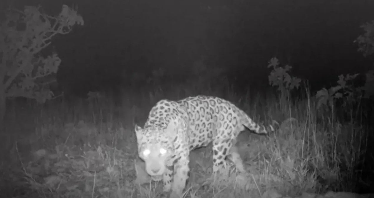 bilim insanlari saskin kilometrelerce yuzdu rekor kirdi V49NAn1y