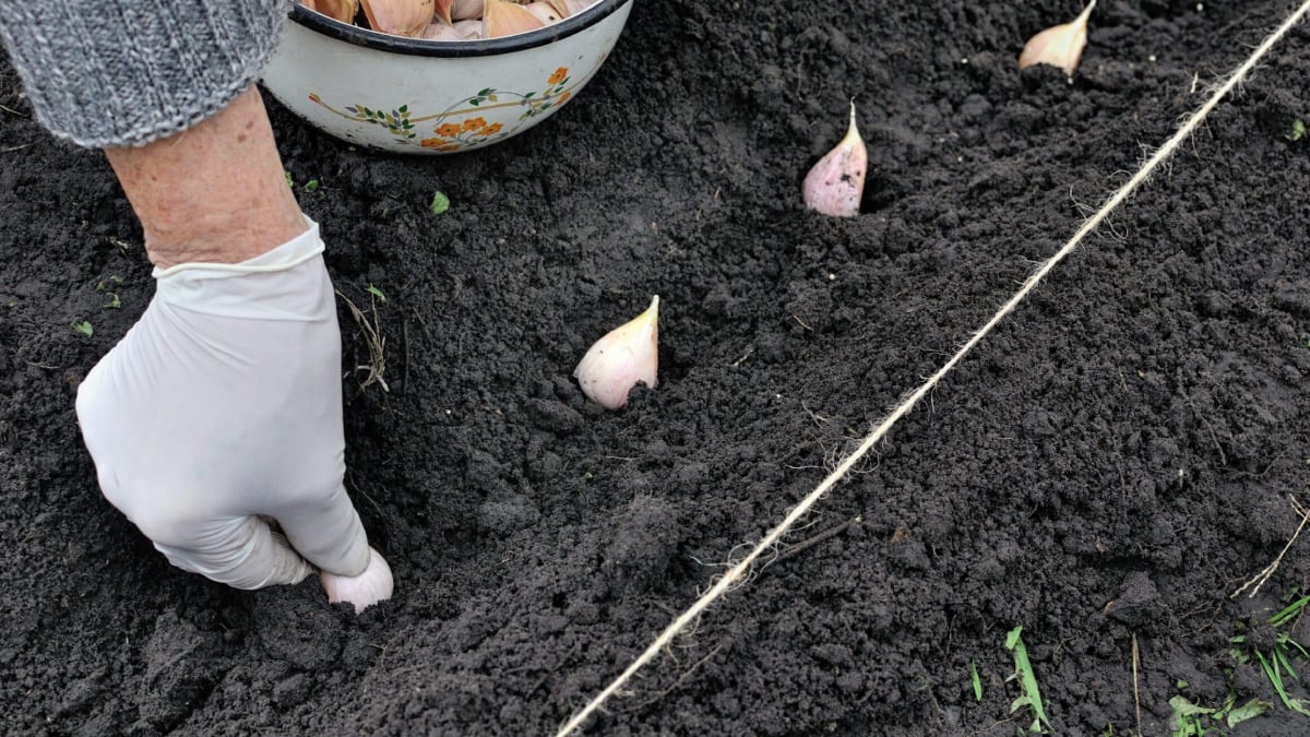 ekim ayi bitmeden topraga gomun hasadi iki katina cikarin E1K53a7W.jpg