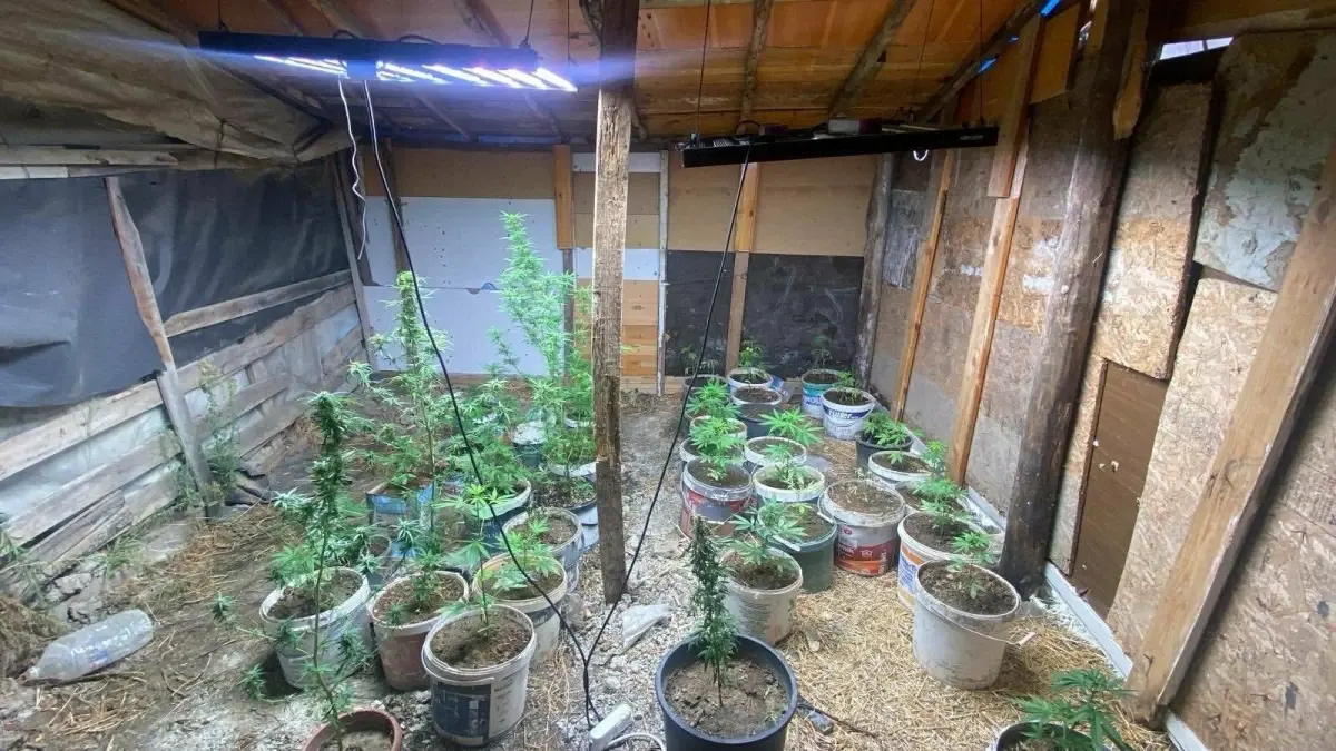 kusadasinda hint keneviri yetistiren iki supheli yakalandi pUjpJ9b5