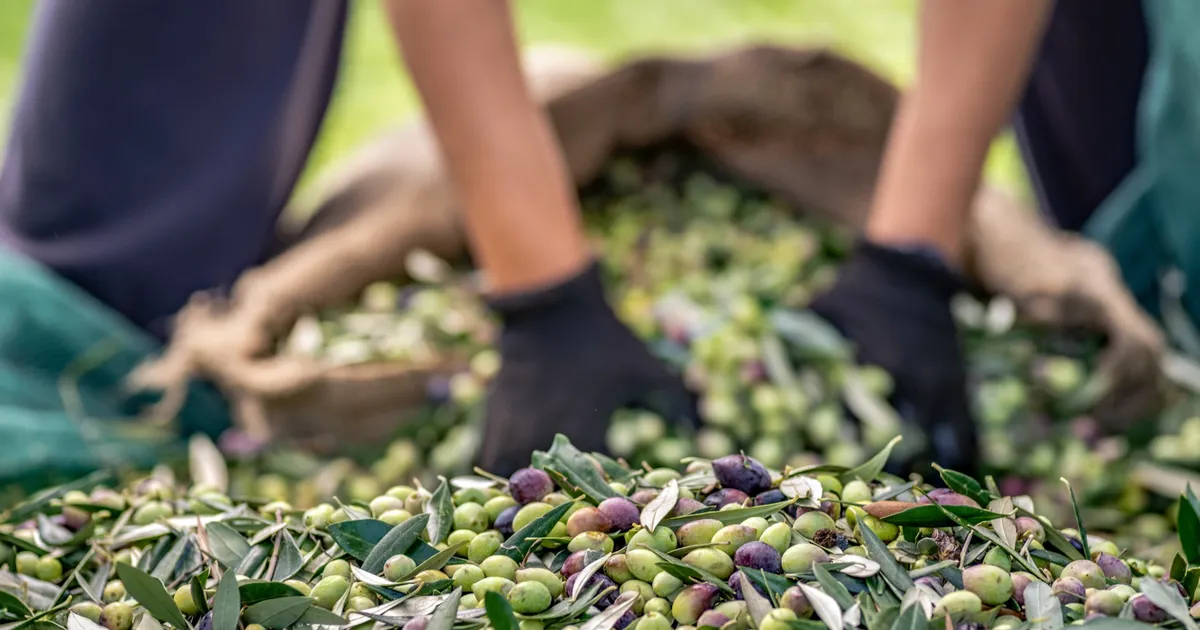 sofralik zeytin ihracatinda 255 milyon dolarlik tarihi rekor xzxItDuD