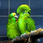 bu-papaganlar-aralarinda-insan-gibi-konusuyor-AqgXnvIN